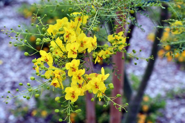 Yellow Red Parkinsonia Flower Seeds for Planting | Heirloom, Non-GMO, High Germination Organic Garden Seeds