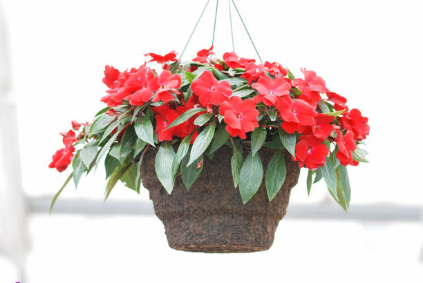 Perennial Balsam Flower Seeds Red – Heirloom, Non-GMO, High Germination Seeds