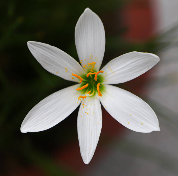 White Ornithogalum Flower Seeds – Heirloom, Non-GMO, High Germination Seeds
