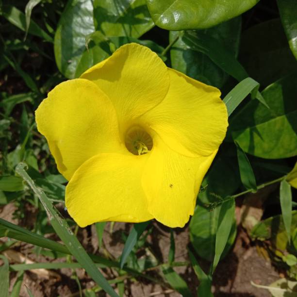 Pentalinon Luteum Flower Seeds – Heirloom, Non-GMO, High Germination Seeds