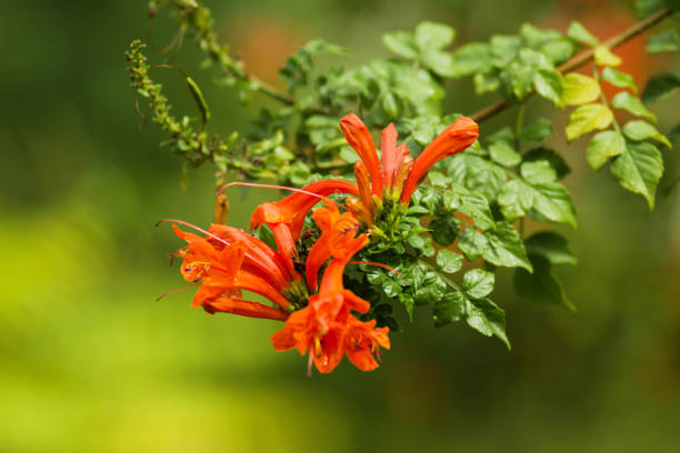 Orange Tecoma Capensis Flower Seeds – Heirloom, Non-GMO, High Germination Seeds