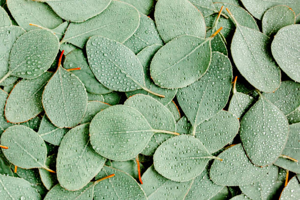 Green Eucalyptus Tree Seeds – Heirloom, Non-GMO, High Germination Seeds