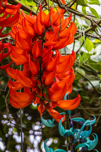 Orange Strongylodon Flower Seeds – Heirloom, Non-GMO, High Germination Seeds