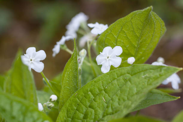 Omphalodes Flower Seeds White – Heirloom, Non-GMO, High Germination Seeds
