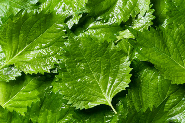 Shiso Herb Seeds for Planting – Heirloom, Non-GMO Organic Garden Seeds