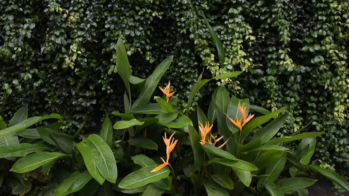 Orange Heliconia Flower Seeds – Heirloom, Non-GMO, High Germination Seeds