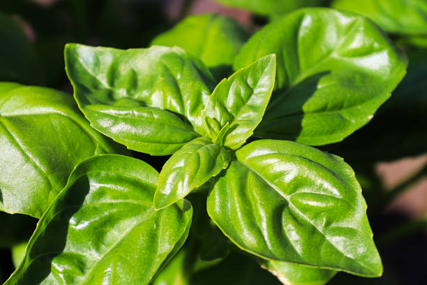 Genovese Basil Herb Seeds for Planting – Heirloom, Non-GMO, High Germination Seeds