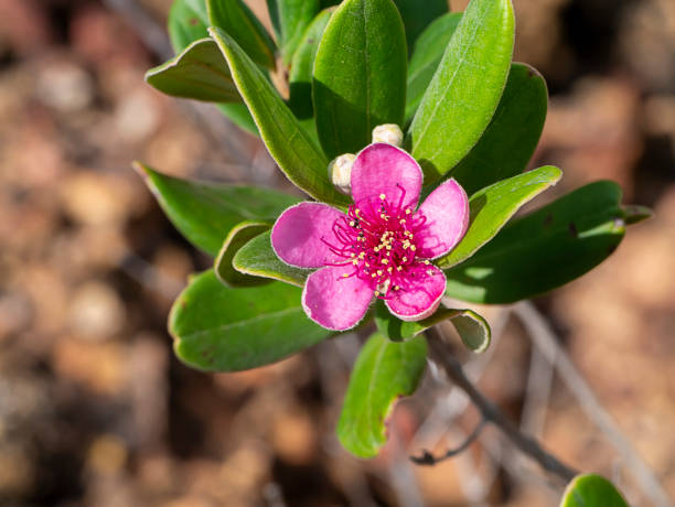 Myrtle Flower Seeds Pink – Heirloom, Non-GMO, High Germination Seeds