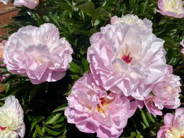 Pale Pink Peony Flower Seeds – Heirloom, Non-GMO, High Germination Seeds for Planting