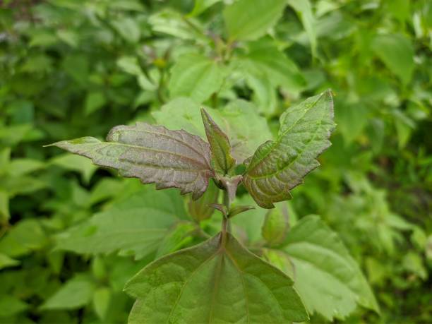 Brown Nirgundi Plant Seeds for Planting – Heirloom &amp; Non-GMO Organic Seeds for Growing