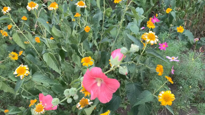 Mixed Anisodontea Flower Seeds – Heirloom, Non-GMO, High Germination Seeds