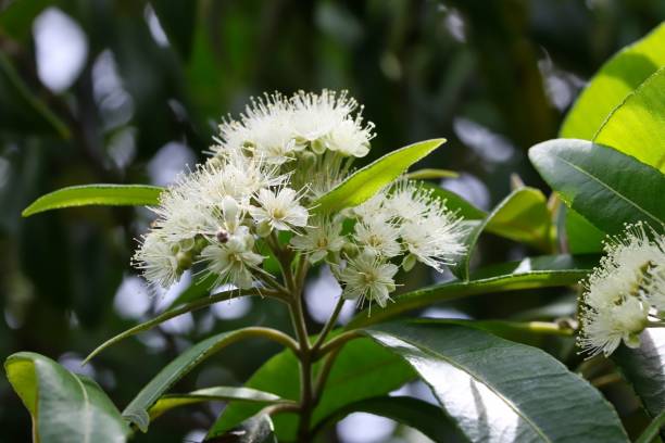 White Lemon Myrtle Flower Seeds – Heirloom, Non-GMO, High Germination Seeds