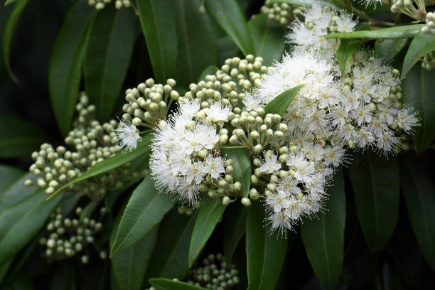 White Lemon Myrtle Flower Seeds – Heirloom, Non-GMO, High Germination Seeds