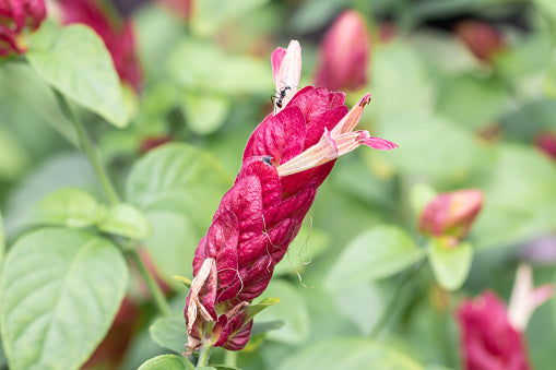 Brandegeeana Flower Seeds Pink – Heirloom, Non-GMO, High Germination, Organic Garden Seeds