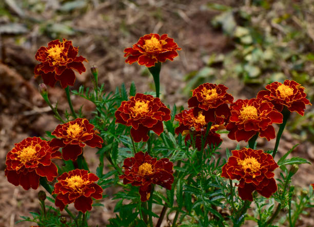 Maroon Marigold Flower Seeds – Heirloom, Non-GMO, High Germination Seeds