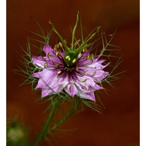Pink Nigella Flower Seeds – Heirloom, Non-GMO, High Germination Seeds for Planting