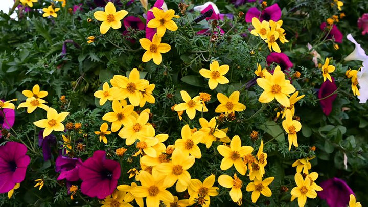 Mixed Bidens Flower Seeds – Heirloom, Non-GMO, High Germination Seeds