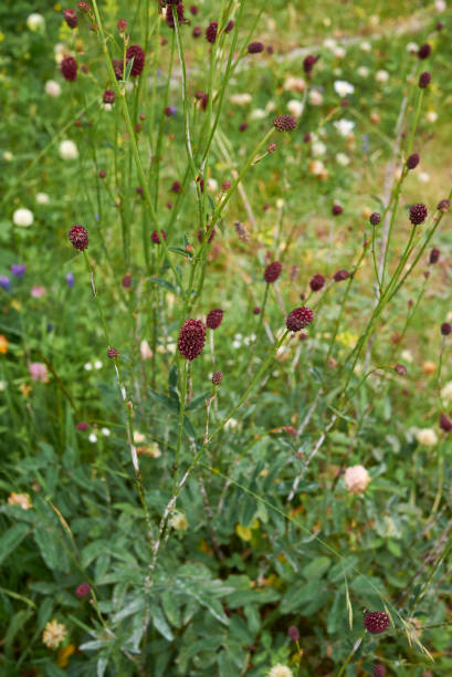 Mixed Sanguisorba Flower Seeds – Heirloom, Non-GMO, High Germination Seeds