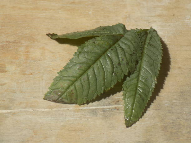 Huacatay Plant Seeds – Heirloom, Non-GMO Seeds for Aromatic &amp; Culinary Use
