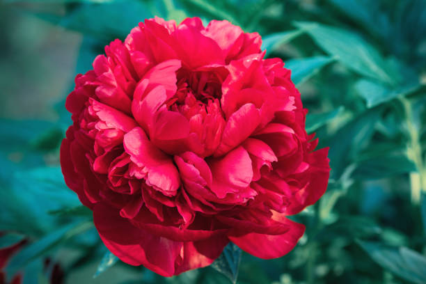 Perennial Red Peony Flower Seeds – Heirloom, Non-GMO, High Germination Seeds