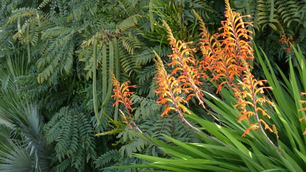 Orange Chasmanthe Ornamental Plant Seeds for Planting - Heirloom, Non-GMO, High Germination Organic Garden Seeds