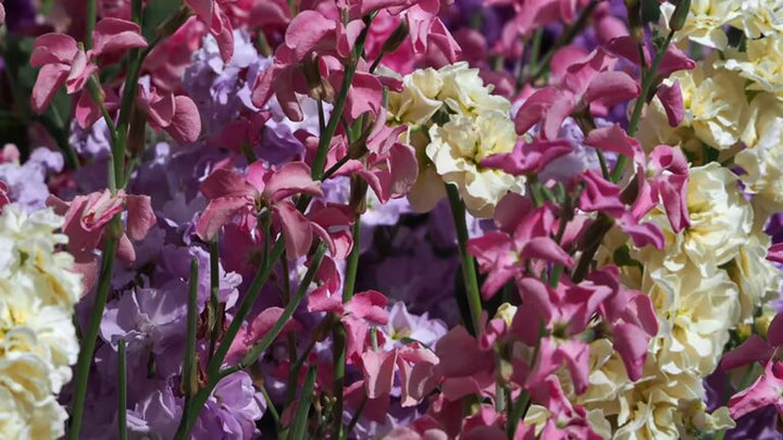 Semillas Mixtas de Lathyrus Latifolius Semillas de Jardín Orgánicas para Siembra, Heredadas, Sin OMG, Alta Germinación