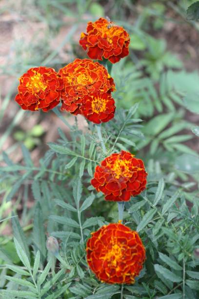 Patula Flower Seeds for Planting – Heirloom, Non-GMO, High Germination Seeds