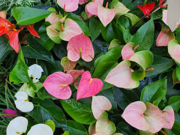 Perennial Anthurium Flower Seeds – Heirloom, Non-GMO, High Germination Seeds for Planting
