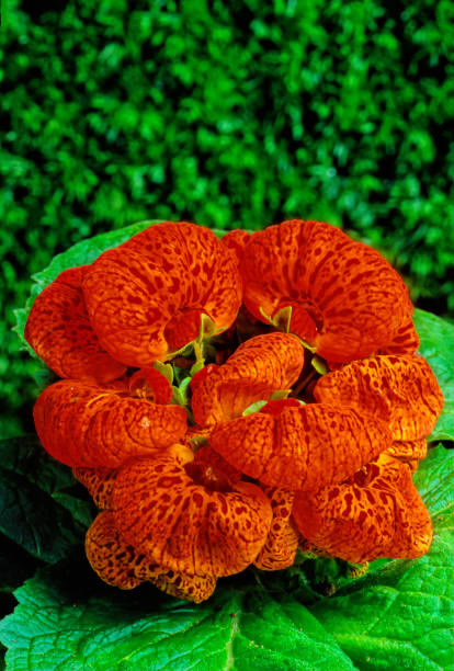 Orange Red Lady&