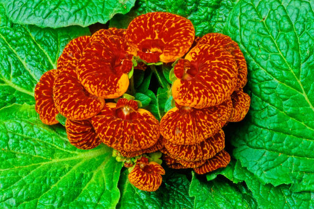 Orange Red Lady&