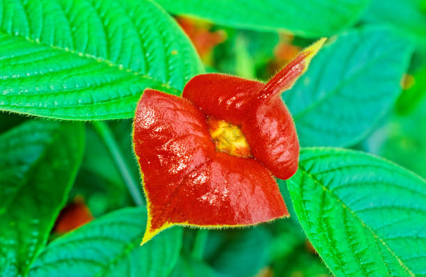 Palicourea Flower Seeds – Heirloom, Non-GMO, High Germination Seeds for Planting