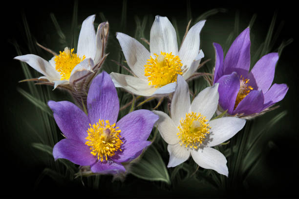 Semillas Mezcladas de Flor de Pascua Herencia No-GMO Alta Germinación Semillas Orgánicas para Jardín