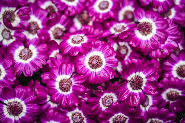 Cineraria Flower Seeds Pink – Heirloom, Non-GMO, High Germination Organic Garden Seeds