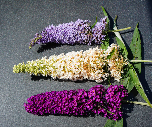 Mix Buddleia Flower Seeds – Heirloom, Non-GMO, High Germination Seeds