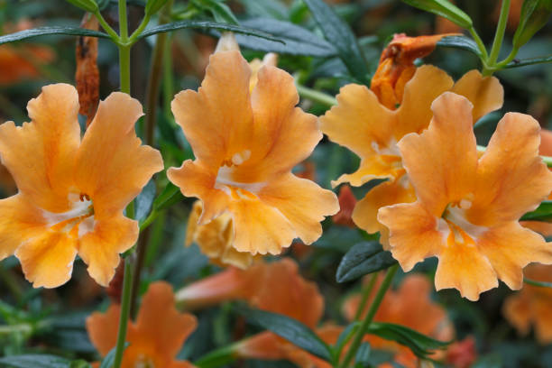 Semillas de flores de Mimulus Naranja – Heirloom, No-GMO, Semillas de alta germinación