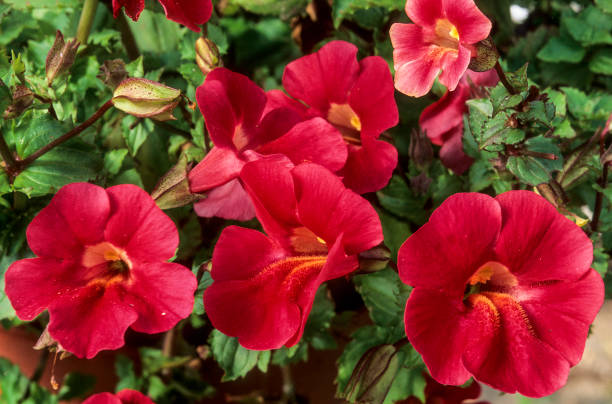 Red Mimulus Guttatus Flower Seeds – Heirloom, Non-GMO, High Germination Seeds