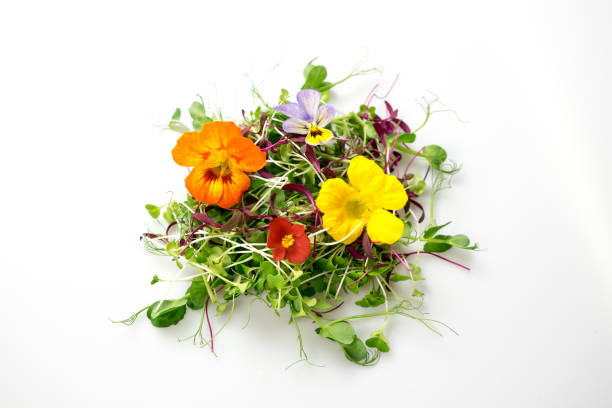 Mixed Pansy Swiss Flower Seeds – Heirloom, Non-GMO, High Germination Seeds
