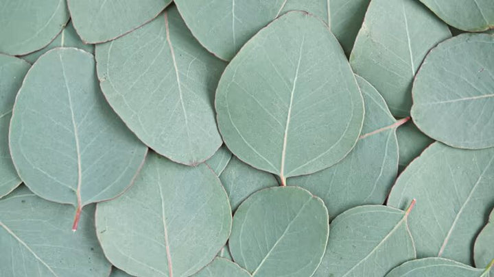 Sea Green Eucalyptus Plant Seeds – Heirloom Non-GMO High Germination Organic Garden Seeds