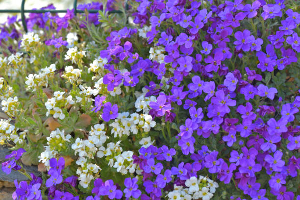 Mixed Aubrieta Flower Seeds – Heirloom, Non-GMO, High Germination Seeds