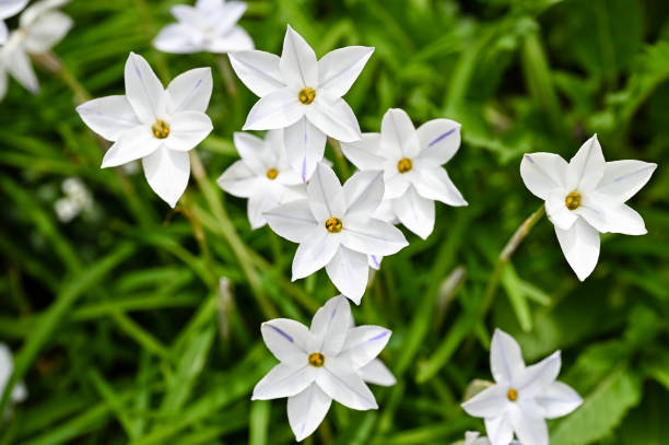 White Ornithogalum Flower Seeds – Heirloom, Non-GMO, High Germination Seeds