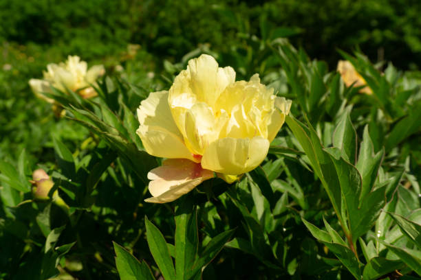 Perennial Peony Flower Seeds Yellow – Heirloom, Non-GMO, High Germination Seeds