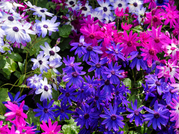 Gemischte Senetti Pericallis Blumensamen zum Pflanzen – Alte Sorte, gentechnikfrei, keimfreudige Bio-Gartensamen