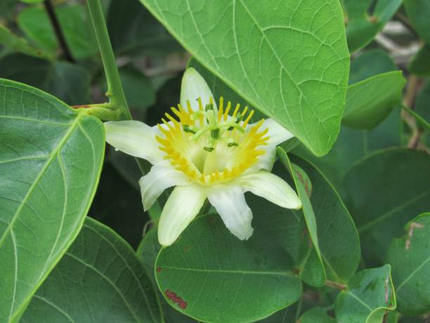 Passiflora Aurantia Flower Seeds White – Heirloom, Non-GMO, High Germination Seeds