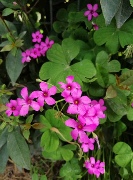 Rosa Oxalis Articulata Blumensamen – alte Sorte, gentechnikfrei, keimstarke Bio-Gartensamen zum Pflanzen