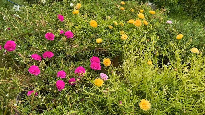 Mixed Purslane Flower Seeds – Heirloom, Non-GMO, High Germination Seeds
