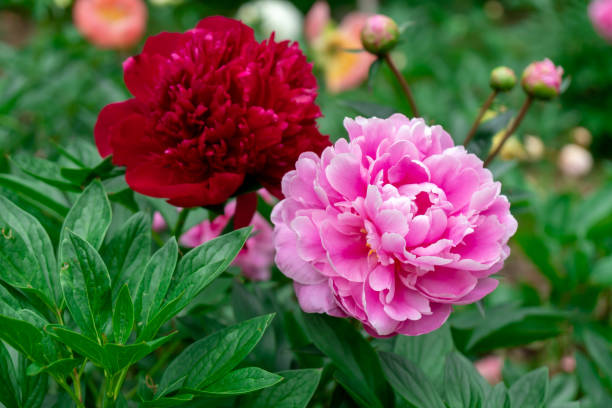 Mixed Peony Flower Seeds – Heirloom, Non-GMO, High Germination Seeds