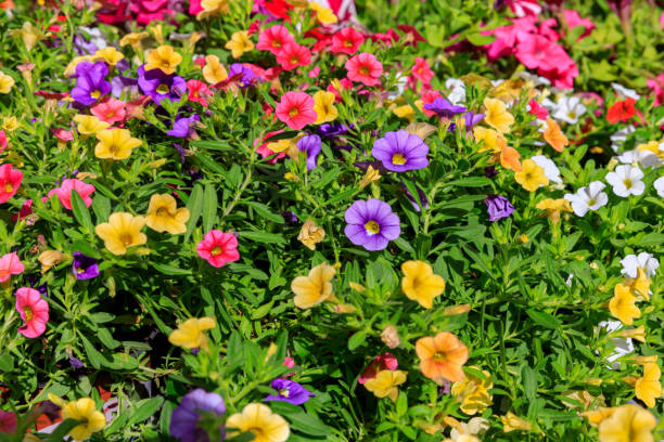Semillas de flores de petunia Calibrachoa mixtas - Semillas reliquia, sin OMG, de alta germinación