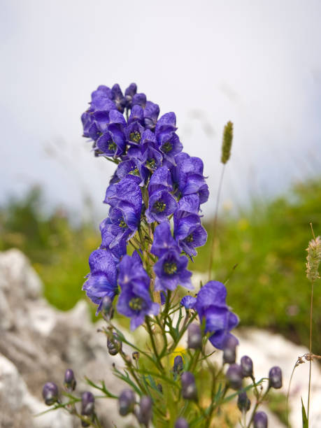 Violet Monkshood Flower Seeds – Heirloom, Non-GMO, High Germination Seeds