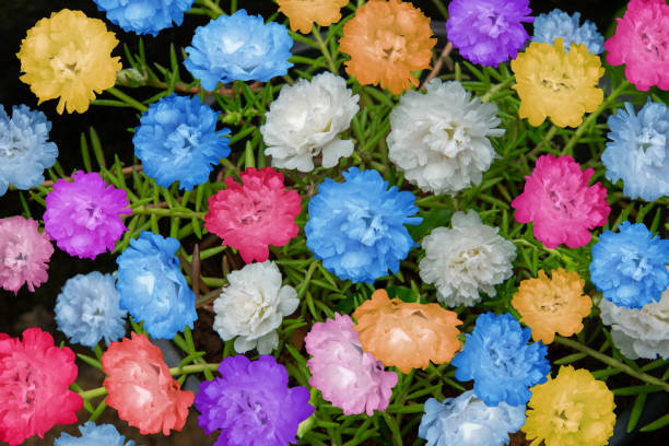 Mixed Portulaca Grandiflora Flower Seeds – Heirloom, Non-GMO, High Germination Seeds