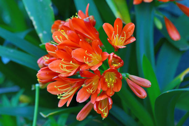 Orange Kaffir Flower Seeds – Heirloom, Non-GMO, High Germination Seeds